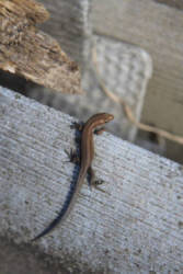 Фотограф Вениамин Чукалов