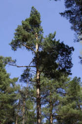 Фотограф Вениамин Чукалов