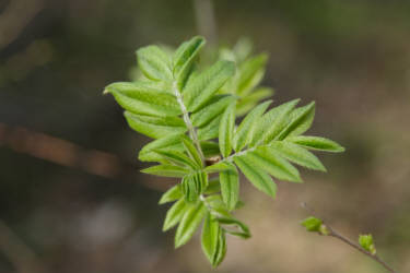Фотограф Вениамин Чукалов