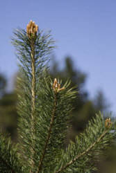 Фотограф Вениамин Чукалов