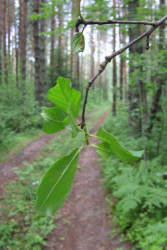 Фотограф Вениамин Чукалов