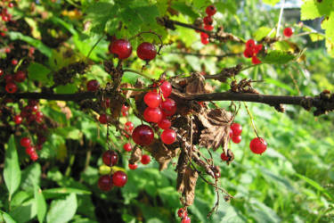 Фотограф Вениамин Чукалов