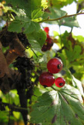 Фотограф Вениамин Чукалов