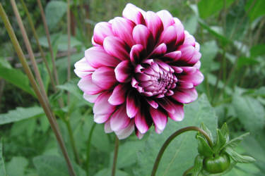 Фотограф Вениамин Чукалов