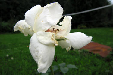 Фотограф Вениамин Чукалов