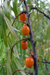 Фотограф Вениамин Чукалов