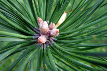 Фотограф Вениамин Чукалов