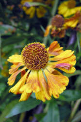 Фотограф Вениамин Чукалов