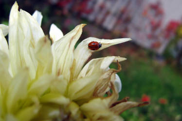 Фотограф Вениамин Чукалов
