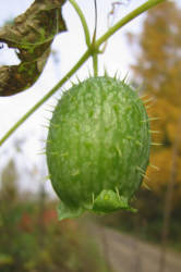 Фотограф Вениамин Чукалов