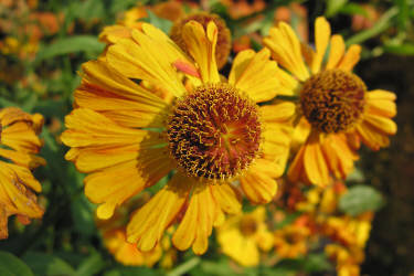 Фотограф Вениамин Чукалов