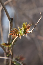 Фотограф Вениамин Чукалов