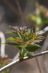 Фотограф Вениамин Чукалов