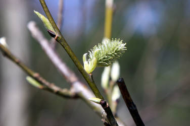 Фотограф Вениамин Чукалов