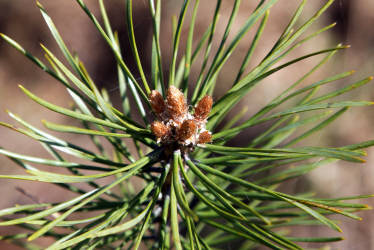 Фотограф Вениамин Чукалов