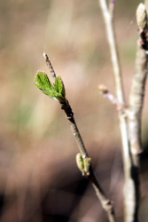 Фотограф Вениамин Чукалов
