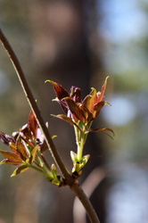 Фотограф Вениамин Чукалов