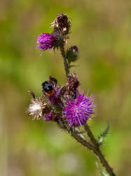 Фотограф Вениамин Чукалов