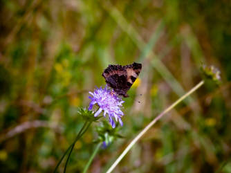 Фотограф Вениамин Чукалов