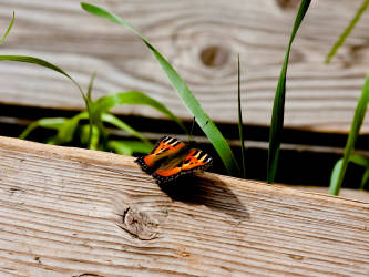 Фотограф Вениамин Чукалов