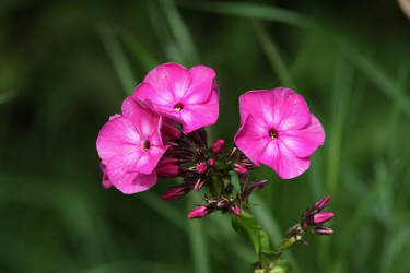 Фотограф Вениамин Чукалов