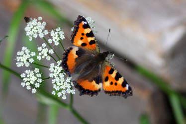 Фотограф Вениамин Чукалов