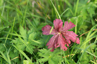 Фотограф Вениамин Чукалов
