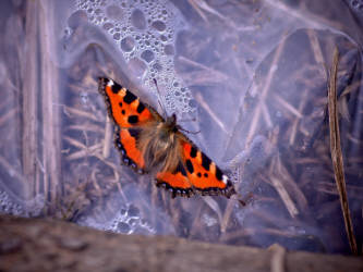 Фотограф Вениамин Чукалов