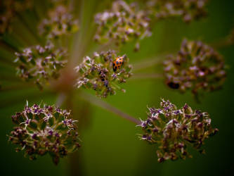 Фотограф Вениамин Чукалов