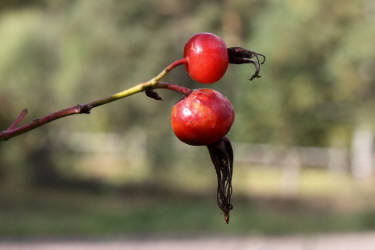 Фотограф Вениамин Чукалов
