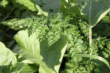 Фотограф Вениамин Чукалов