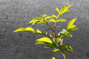 Фотограф Вениамин Чукалов