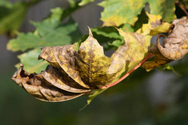 Фотограф Вениамин Чукалов