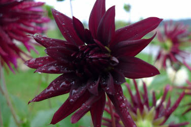 Фотограф Вениамин Чукалов