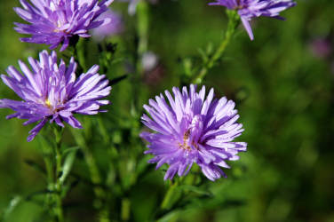 Фотограф Вениамин Чукалов