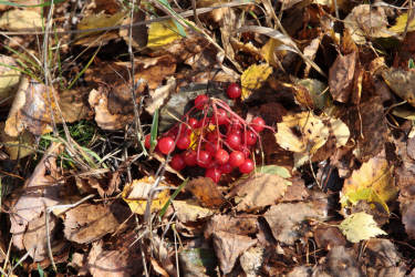 Фотограф Вениамин Чукалов