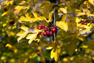 Фотограф Вениамин Чукалов