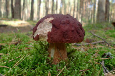 Фотограф Вениамин Чукалов