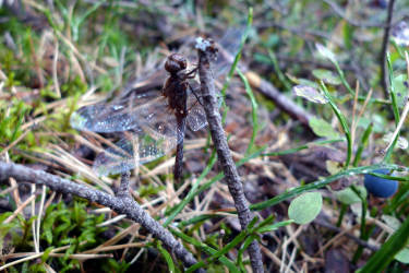 Фотограф Вениамин Чукалов