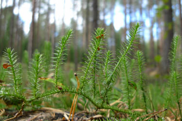Фотограф Вениамин Чукалов