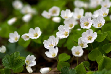 Фотограф Вениамин Чукалов