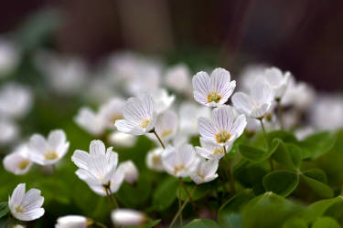 Фотограф Вениамин Чукалов