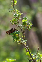 Фотограф Вениамин Чукалов