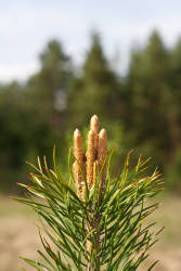 Фотограф Вениамин Чукалов