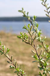 Фотограф Вениамин Чукалов
