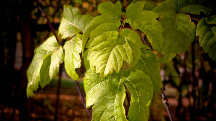 Фотограф Вениамин Чукалов