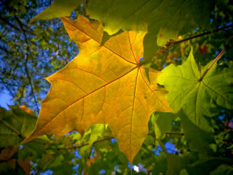 Фотограф Вениамин Чукалов