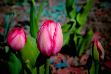 Фотограф Вениамин Чукалов