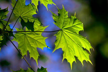 Фотограф Вениамин Чукалов