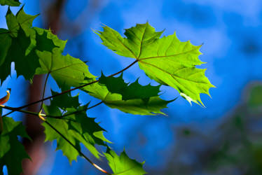 Фотограф Вениамин Чукалов